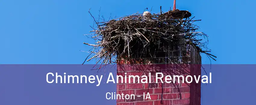 Chimney Animal Removal Clinton - IA