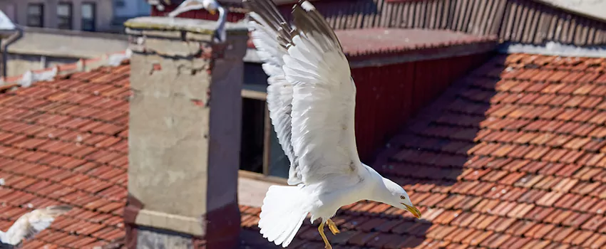 Residential Chimney Animal Removal Solution in Clinton, IA